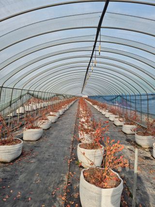 박영희님의 블루베리 · 영농일지 작성글 사진