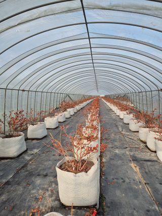 박영희님의 블루베리 · 영농일지 작성글 사진