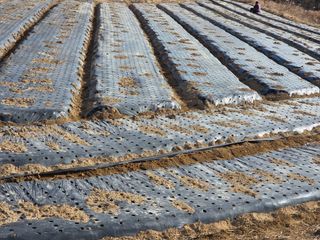 김정은님의 마늘 · 영농일지 작성글 사진