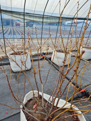 박영희님의 블루베리 · 영농일지 작성글 사진