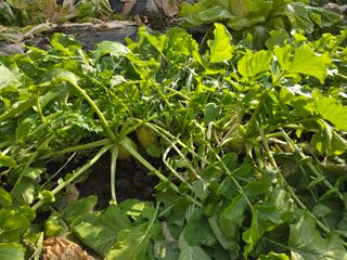 윤자용11대임후회장님의 기타작물 · 영농일지 작성글 사진