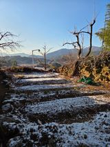 팜모닝 기타작물·영농일지 게시글 이미지