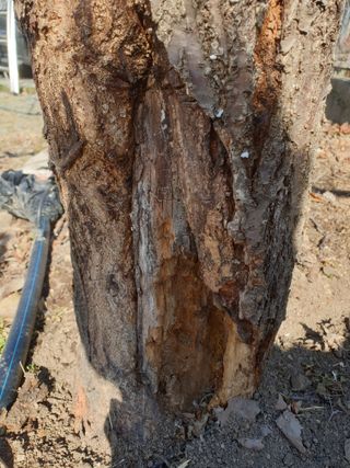 덕양농원.오재천님의 기타작물 · 영농일지 작성글 사진