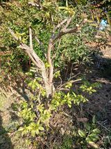 팜모닝 기타작물·영농일지 게시글 이미지