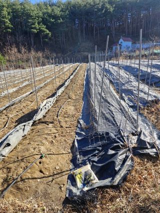 이영일님의 기타작물 · 영농일지 작성글 사진