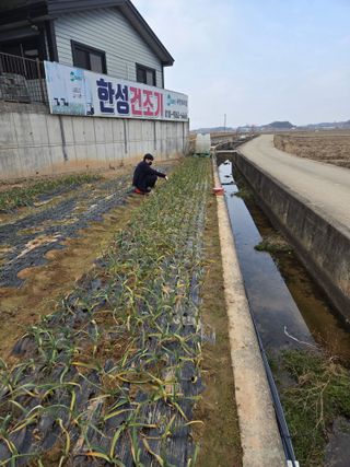 파인cool님의 양파 · 영농일지 작성글 사진