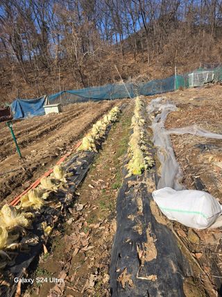 소병찬님의 배추 · 영농일지 작성글 사진