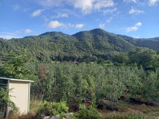 무주김근중님의 사과 · 영농일지 작성글 사진