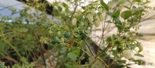 류근택님의 블루베리 · 영농일지 작성글 사진