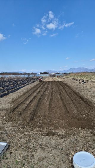 늘푸른 농장주님의 기타작물 · 영농일지 작성글 사진