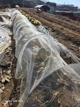 팜모닝 배추·영농일지 게시글 이미지