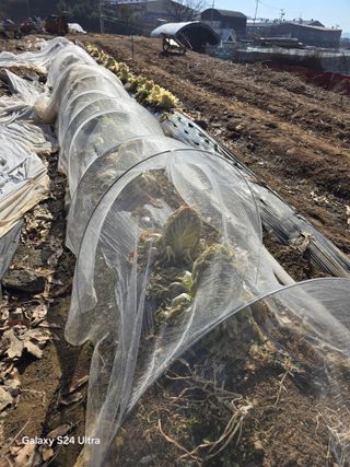 소병찬님의 배추 · 영농일지 작성글 사진