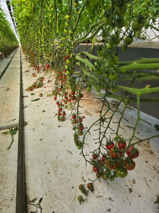 김호진님의 토마토 · 영농일지 작성글 사진