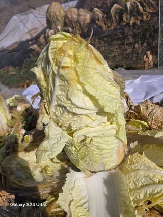 소병찬님의 배추 · 영농일지 작성글 사진