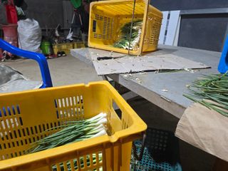 낙엽교목류22209님의 파 · 영농일지 작성글 사진