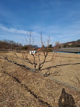 이병찬님의 복숭아 · 영농일지 작성글 사진