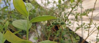 류근택님의 블루베리 · 영농일지 작성글 사진