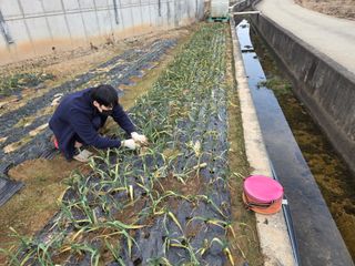 파인cool님의 양파 · 영농일지 작성글 사진