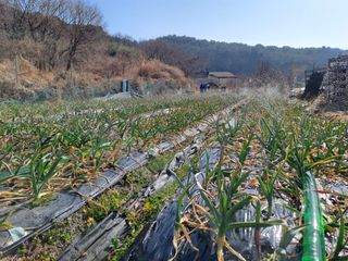 검은눈동자님의 마늘 · 영농일지 작성글 사진