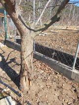 팜모닝 기타작물·영농일지 게시글 이미지