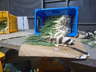 낙엽교목류22209님의 파 · 영농일지 작성글 사진