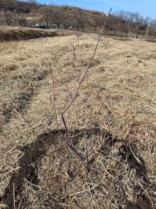 이병찬님의 복숭아 · 영농일지 작성글 사진