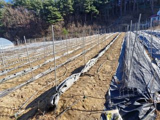 이영일님의 기타작물 · 영농일지 작성글 사진