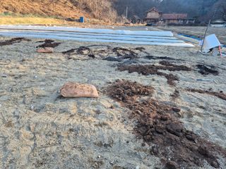 김기탁님의 고추 · 영농일지 작성글 사진