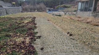 김영한님의 파 · 영농일지 작성글 사진