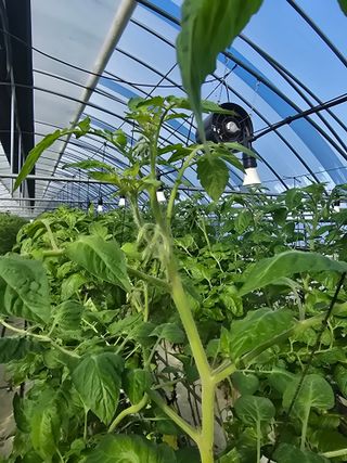 김호진님의 토마토 · 영농일지 작성글 사진