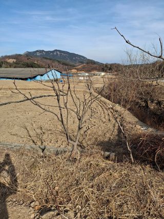 이병찬님의 복숭아 · 영농일지 작성글 사진
