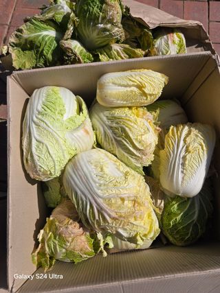 소병찬님의 배추 · 영농일지 작성글 사진