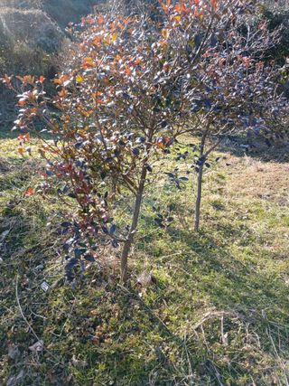 김윤철님의 기타작물 · 영농일지 작성글 사진