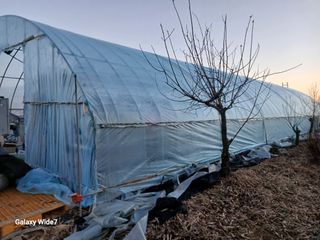 바위돌 심재성님의 기타작물 · 영농일지 작성글 사진