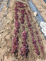 팜모닝 기타작물·영농일지 게시글 이미지