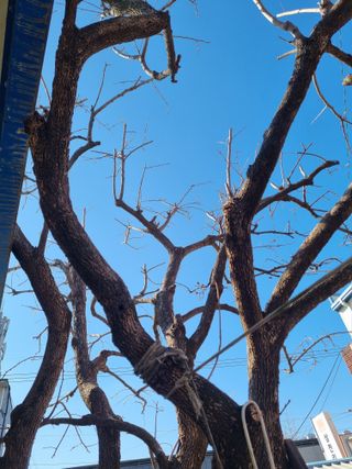 논산푸른팜님의 복숭아 · 영농일지 작성글 사진