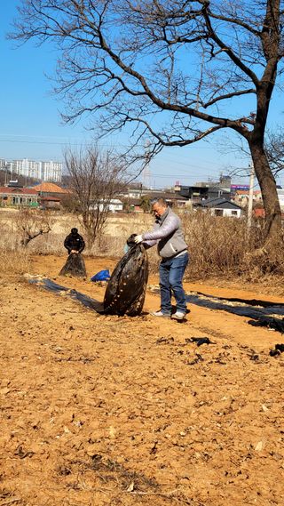 로만아빠님의 배추 · 영농일지 작성글 사진