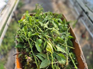 늘햇살팜 님의 기타작물 · 영농일지 작성글 사진