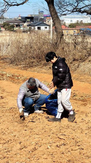 로만아빠님의 배추 · 영농일지 작성글 사진