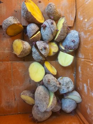 연모 자연의행복님의 기타작물 · 영농일지 작성글 사진