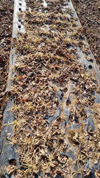 김지철님의 기타작물 · 영농일지 작성글 사진