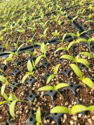 김선순(공룡자색마)님의 고추 · 영농일지 작성글 사진