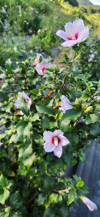 이정현님의 기타작물 · 영농일지 작성글 사진