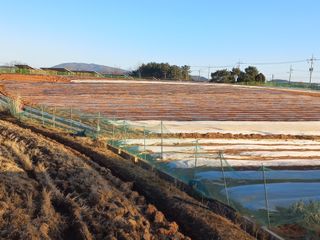 박린님의 감자 · 영농일지 작성글 사진