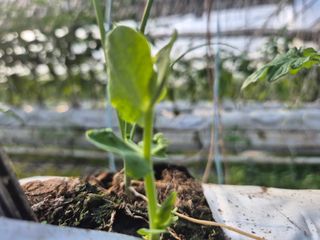 늘햇살팜 님의 기타작물 · 영농일지 작성글 사진