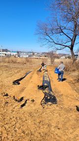 팜모닝 배추·영농일지 게시글 이미지