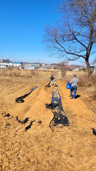 로만아빠님의 배추 · 영농일지 작성글 사진