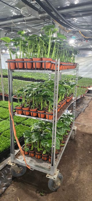 두릅나무15847님의 기타작물 · 영농일지 작성글 사진