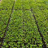 팜모닝 고추·영농일지 게시글 이미지