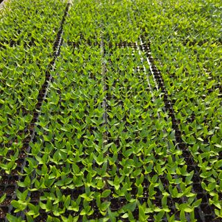 이성원님의 고추 · 영농일지 작성글 사진